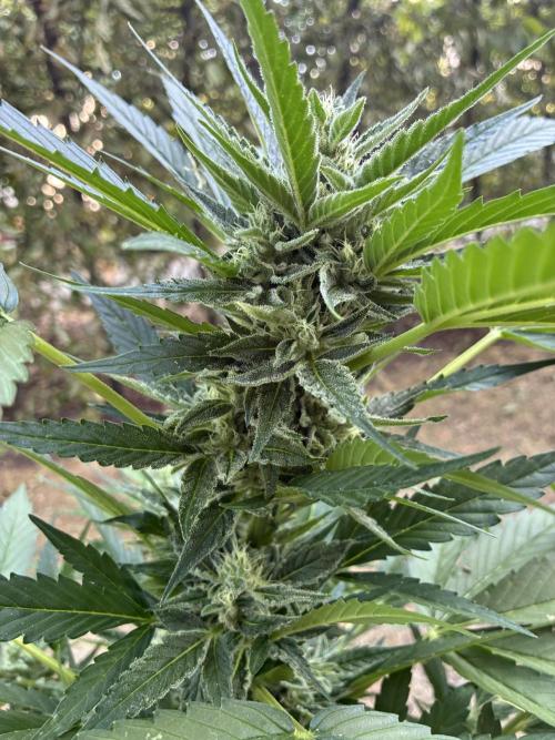 Auto Strains 2026. Week 8