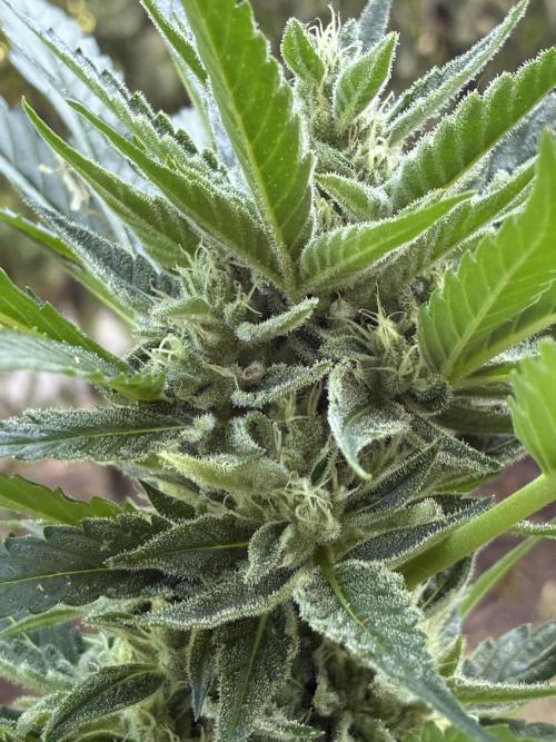 Auto Strains 2026. Week 8
