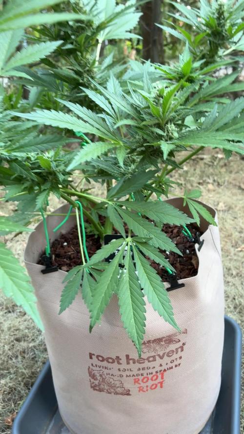 Auto Strains 2026