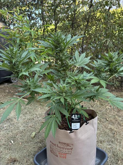 Auto Strains 2026. Week 8
