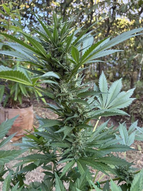 Auto Strains 2026. Week 8