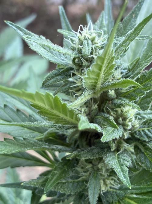 Auto Strains 2026. Week 8