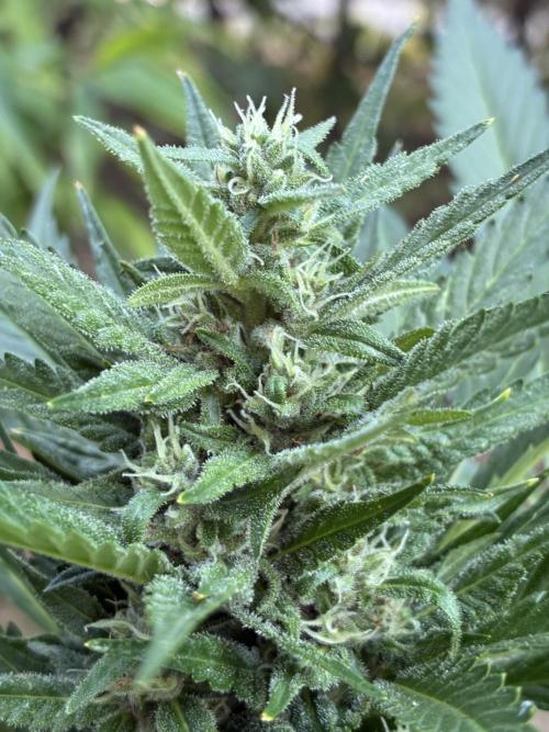 Auto Strains 2026. Week 8