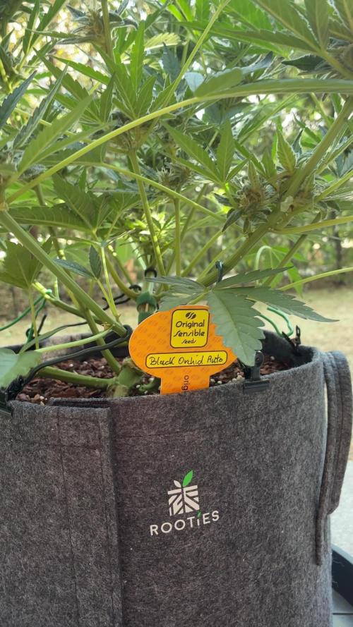Black Orchid Auto (CCG - Sensible Seeds)