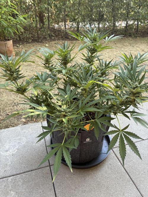 Black Orchid Auto (CCG - Sensible Seeds). Week 8