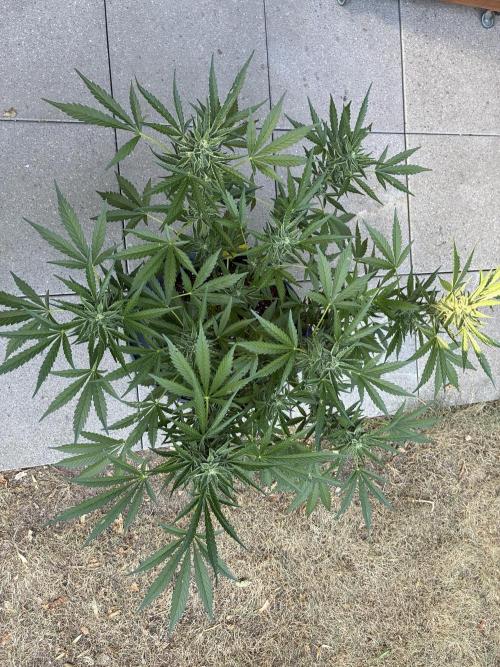 Black Orchid Auto (CCG - Sensible Seeds). Week 8