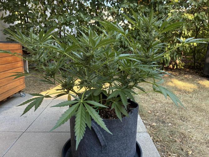 Black Orchid Auto (CCG - Sensible Seeds). Week 8