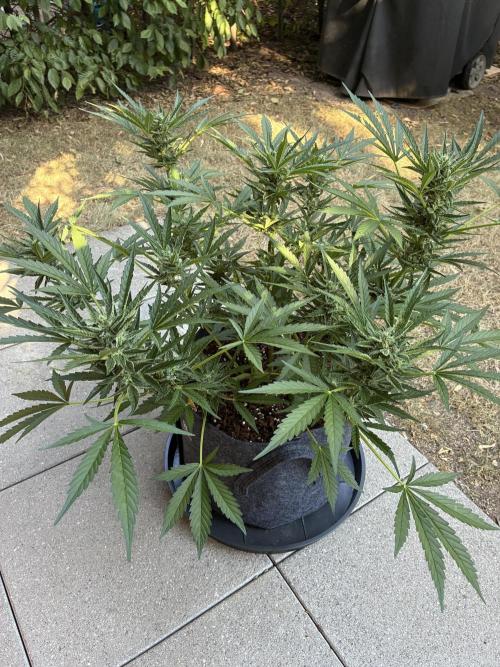 Black Orchid Auto (CCG - Sensible Seeds). Week 8