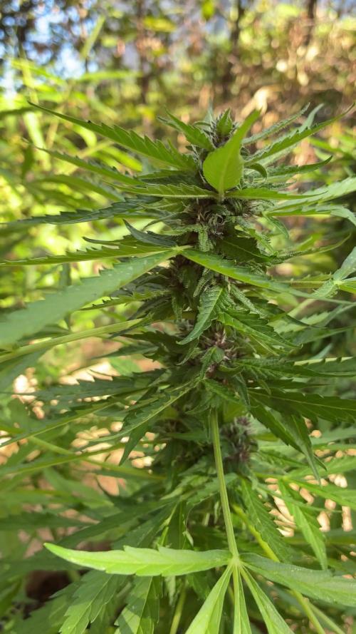 Purple Haze Auto (CCG - Sensible Seeds)