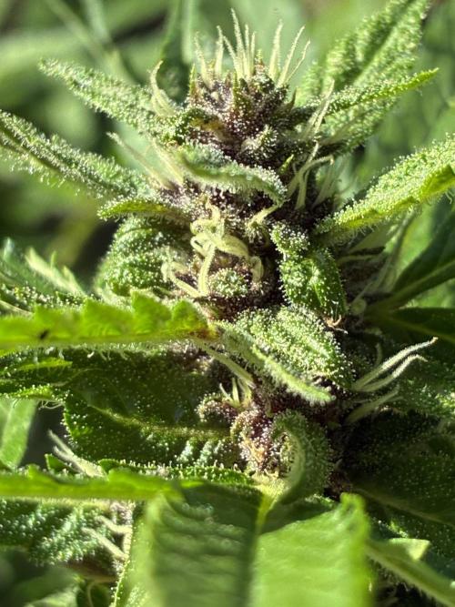 Purple Haze Auto (CCG - Sensible Seeds). Week 9
