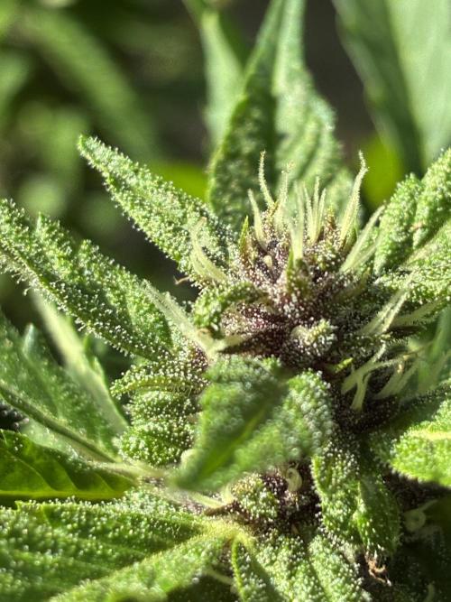 Purple Haze Auto (CCG - Sensible Seeds). Week 9