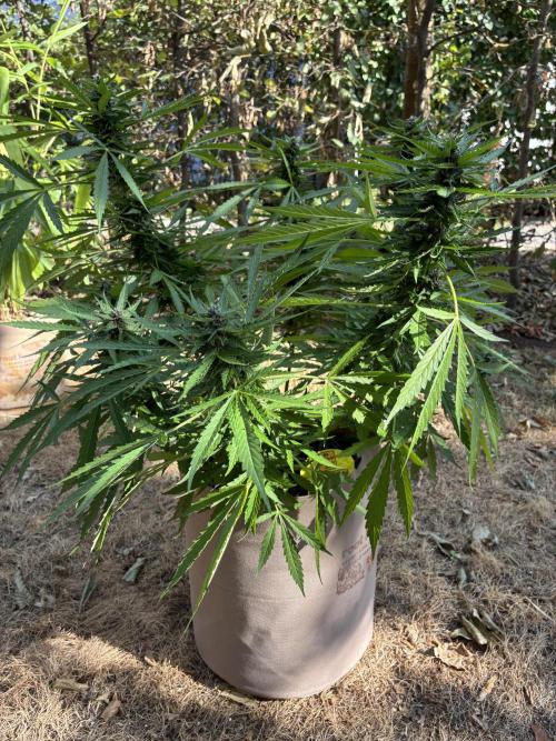 Purple Haze Auto (CCG - Sensible Seeds). Week 9