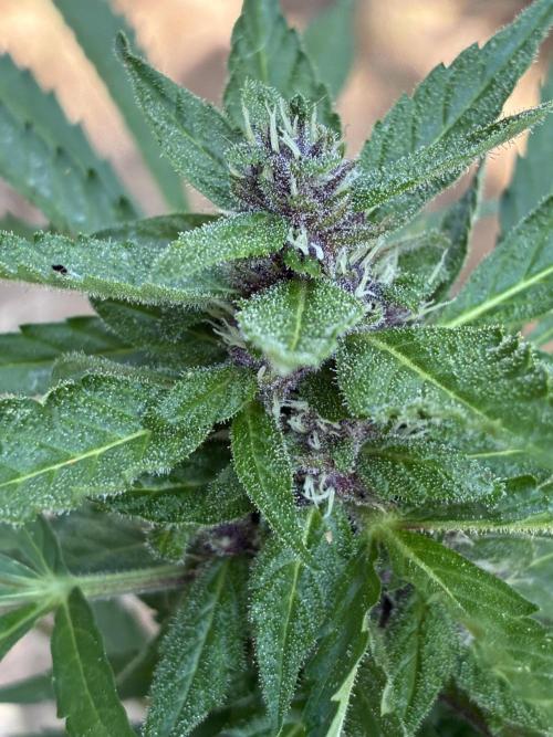 Purple Haze Auto (CCG - Sensible Seeds). Week 9