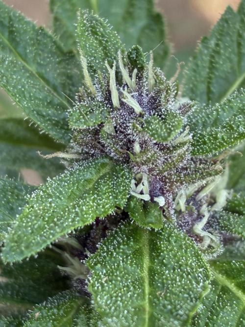 Purple Haze Auto (CCG - Sensible Seeds). Week 9