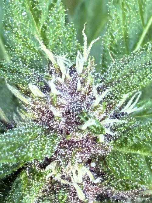 Purple Haze Auto (CCG - Sensible Seeds). Week 9