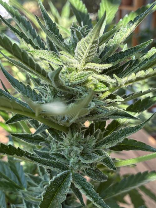 Black Orchid Auto (CCG - Sensible Seeds). Week 9
