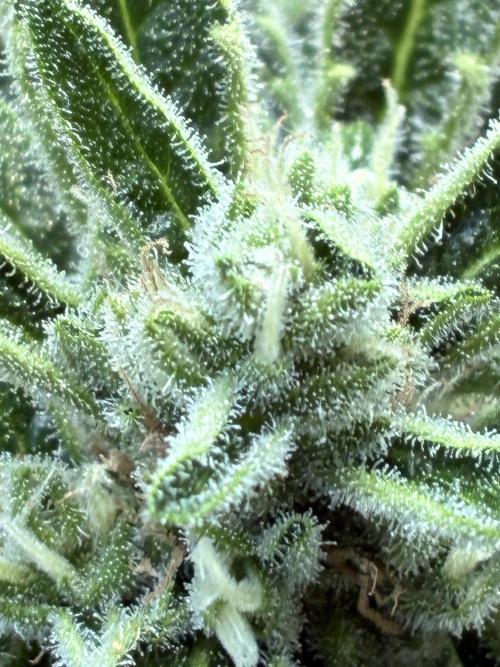Black Orchid Auto (CCG - Sensible Seeds). Week 9