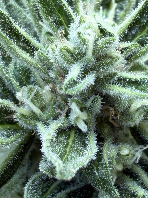 Black Orchid Auto (CCG - Sensible Seeds). Week 9