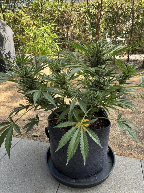 Black Orchid Auto (CCG - Sensible Seeds). Week 9