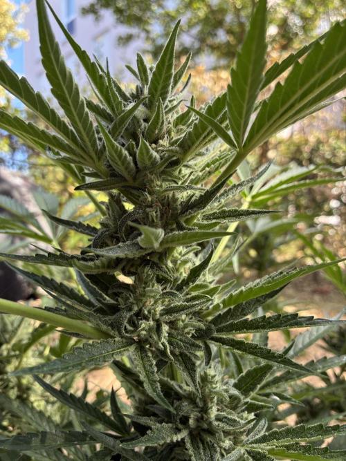 Black Orchid Auto (CCG - Sensible Seeds). Week 9