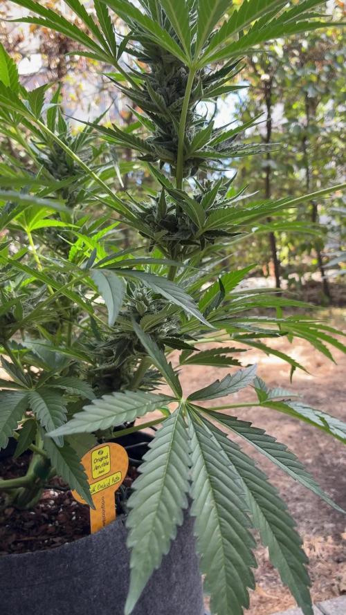 Black Orchid Auto (CCG - Sensible Seeds)