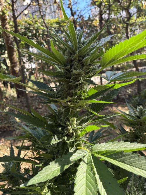Auto Strains 2026. Week 9