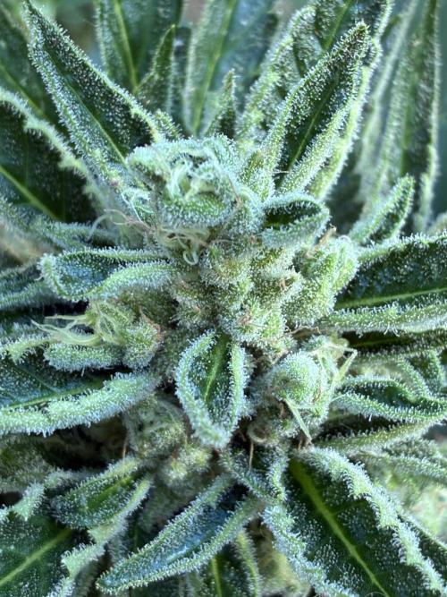 Auto Strains 2026. Week 9