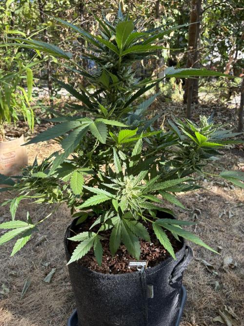 Auto Strains 2026. Week 9