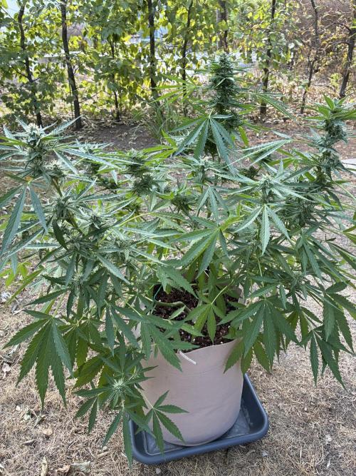Auto Strains 2026. Week 9