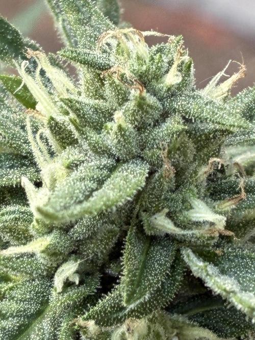 Auto Strains 2026. Week 9