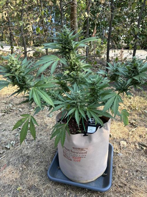 Auto Strains 2026. Week 9