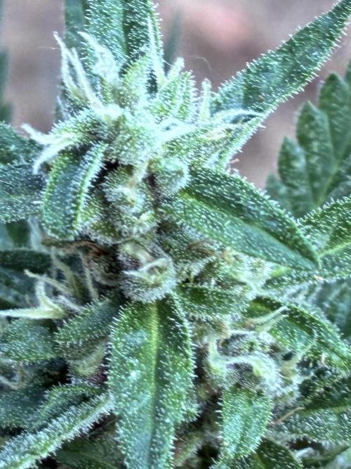 Auto Strains 2026. Week 9