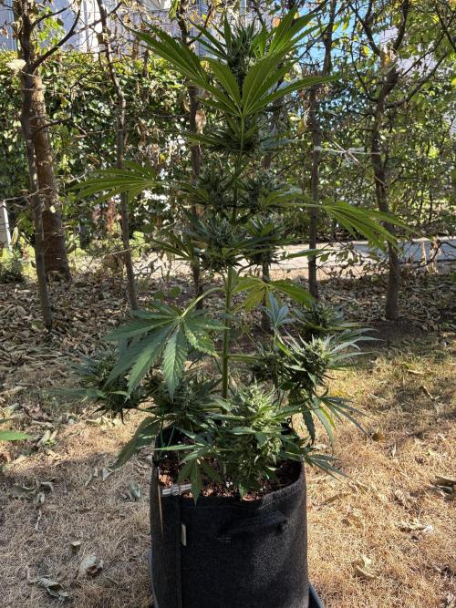 Auto Strains 2026. Week 9