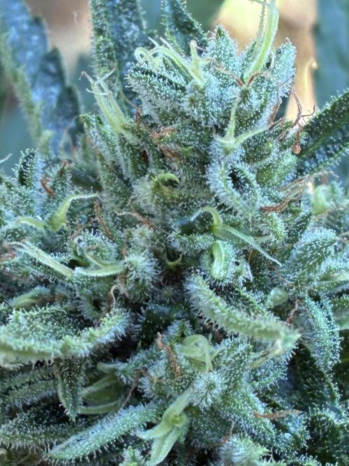 Auto Strains 2026. Week 9