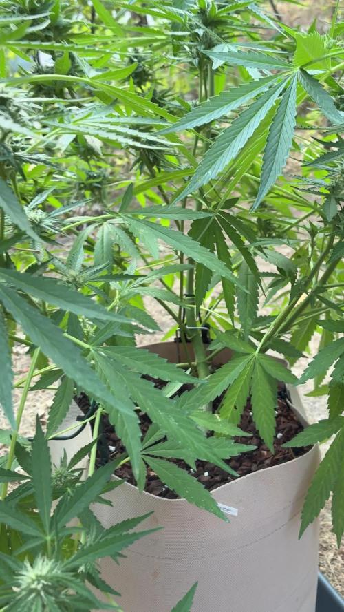 Auto Strains 2026