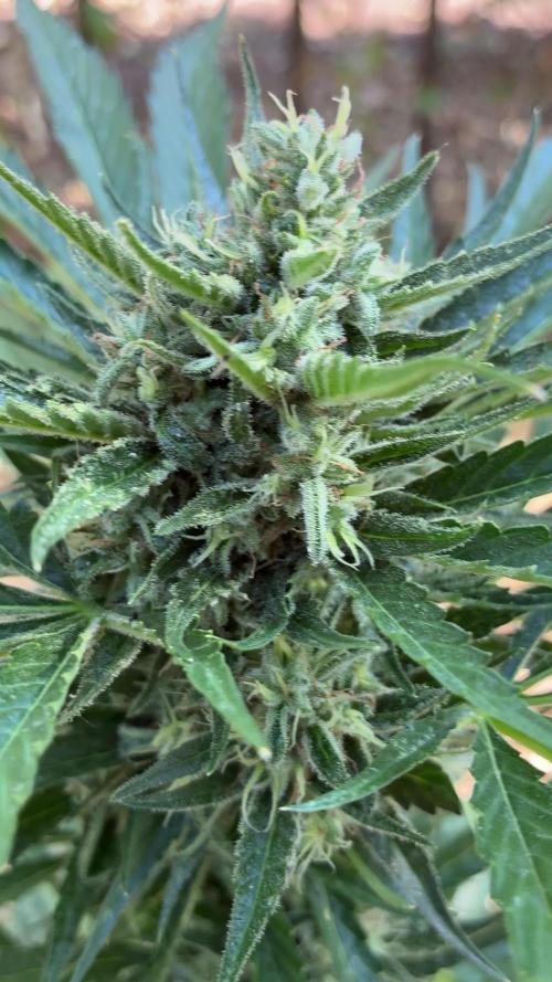 Auto Strains 2026