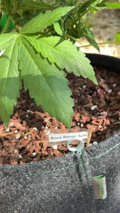 Auto Strains 2026