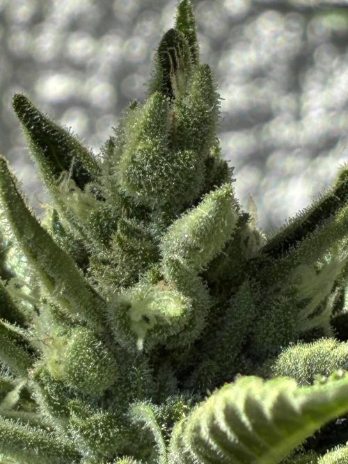 Black Orchid Auto (CCG - Sensible Seeds). Week 10