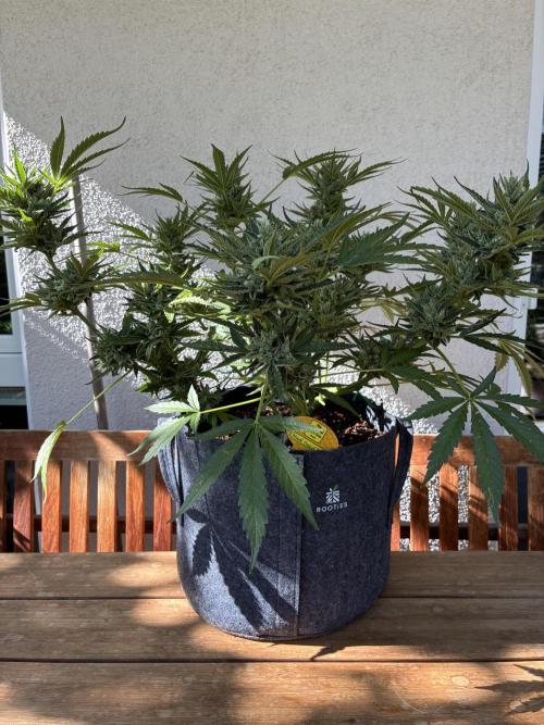 Black Orchid Auto (CCG - Sensible Seeds). Week 10