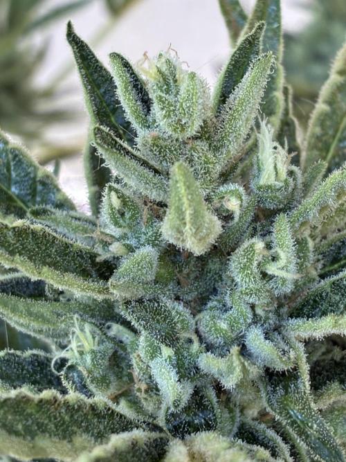 Black Orchid Auto (CCG - Sensible Seeds). Week 10
