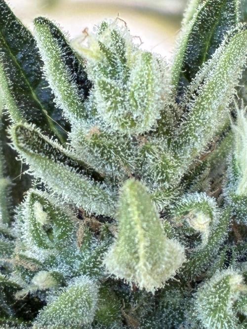 Black Orchid Auto (CCG - Sensible Seeds). Week 10