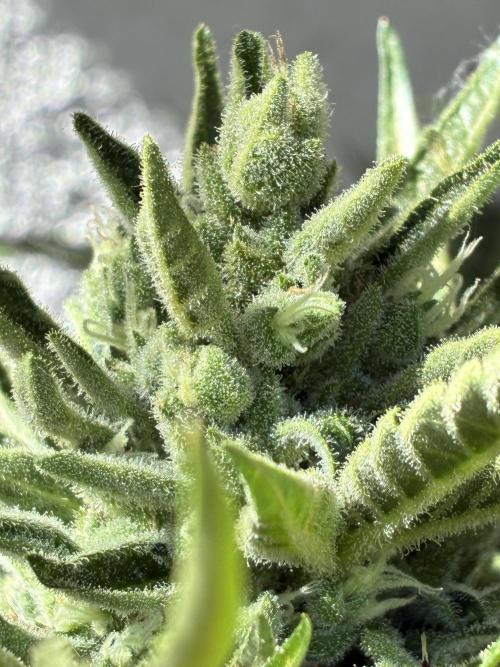 Black Orchid Auto (CCG - Sensible Seeds). Week 10