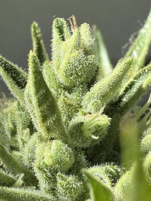 Black Orchid Auto (CCG - Sensible Seeds). Week 10