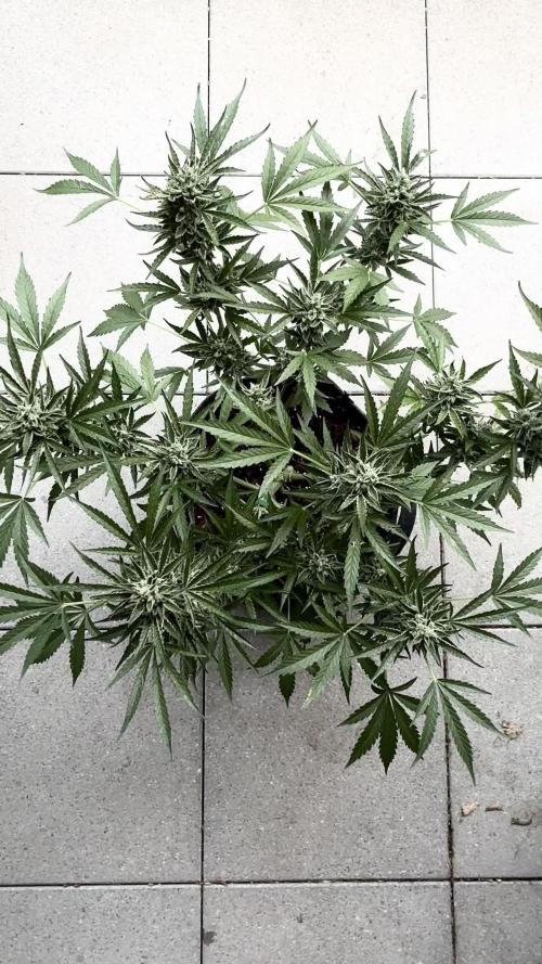 Black Orchid Auto (CCG - Sensible Seeds)