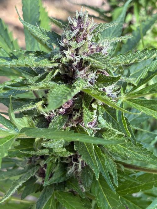 Purple Haze Auto (CCG - Sensible Seeds). Week 10