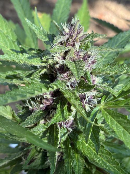 Purple Haze Auto (CCG - Sensible Seeds). Week 10