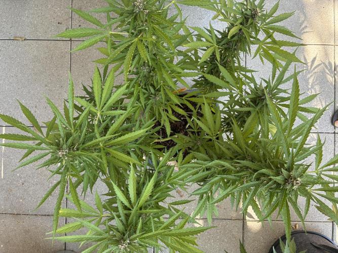 Purple Haze Auto (CCG - Sensible Seeds). Week 10