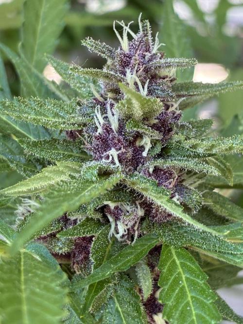 Purple Haze Auto (CCG - Sensible Seeds). Week 10