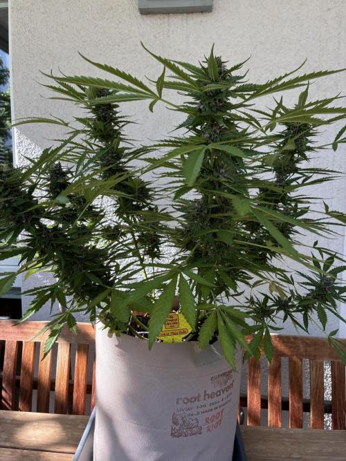 Purple Haze Auto (CCG - Sensible Seeds). Week 10