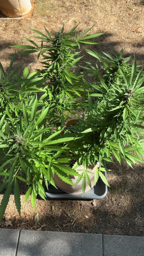 Purple Haze Auto (CCG - Sensible Seeds)